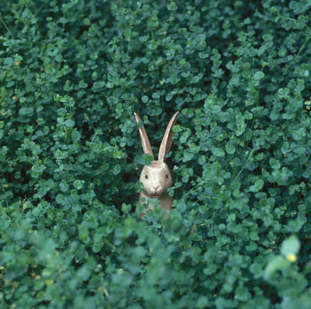 rabbit scared-e.jpg